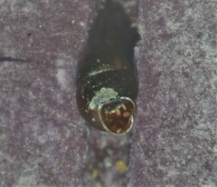 Vertigo antivertigo