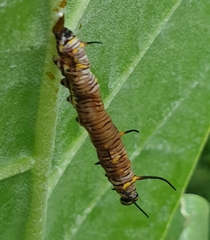 Danaus chrysippus