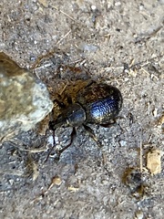 Otiorhynchus tristis