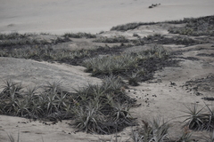 Tillandsia latifolia