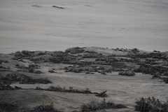 Tillandsia latifolia