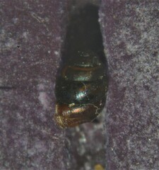 Vertigo antivertigo