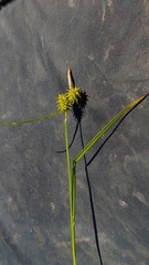 Carex flava