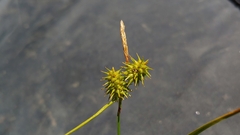 Carex flava