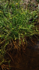 Carex flava