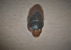 Vertigo antivertigo