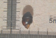 Vertigo antivertigo