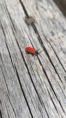 Dictyoptera