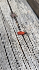 Dictyoptera