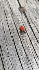 Dictyoptera