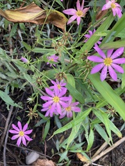 Sabatia dodecandra foliosa
