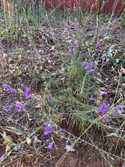 Penstemon heterophyllus australis
