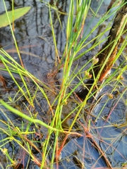 Juncus bulbosus