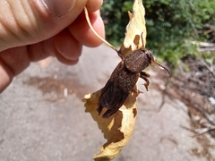 Platydracus maculosus