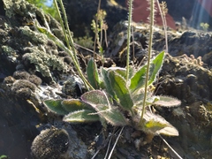 Hieracium schmidtii