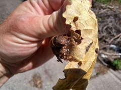 Platydracus maculosus