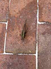 Schistocerca alutacea