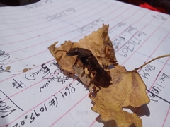 Platydracus maculosus