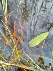 Potamogeton polygonifolius