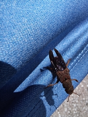 Platydracus maculosus