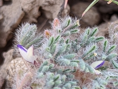 Lupinus uncialis