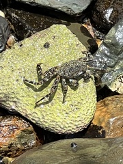 Grapsus grapsus