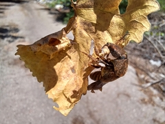 Platydracus maculosus