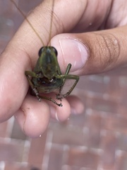 Schistocerca alutacea