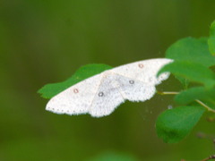 Cyclophora albipunctata