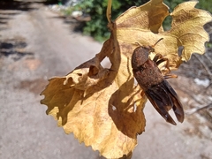 Platydracus maculosus