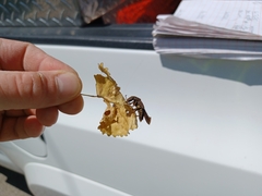 Platydracus maculosus