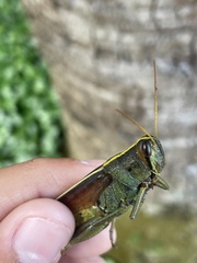 Schistocerca alutacea