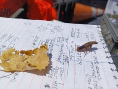 Platydracus maculosus