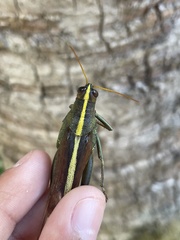 Schistocerca alutacea