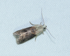 Acrobasis demotella