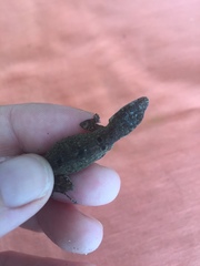 Anolis stratulus