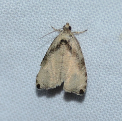 Olethreutes exoletum