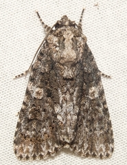 Acronicta afflicta
