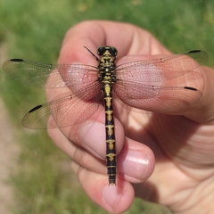 Onychogomphus forcipatus