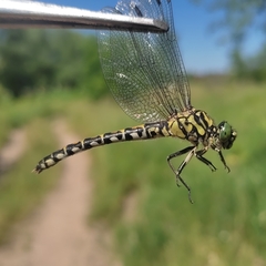 Onychogomphus forcipatus