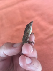 Anolis stratulus