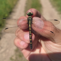 Onychogomphus forcipatus