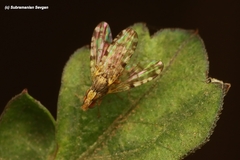 Campiglossa sororcula