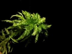 Sphagnum centrale