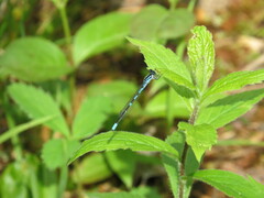 Coenagrion resolutum