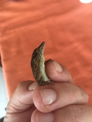Anolis stratulus