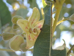 Sterculia alexandri