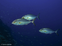 Seriola fasciata