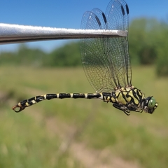 Onychogomphus forcipatus