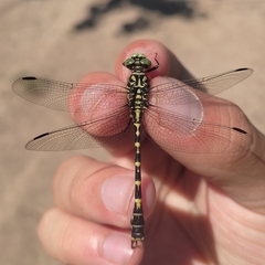 Onychogomphus forcipatus